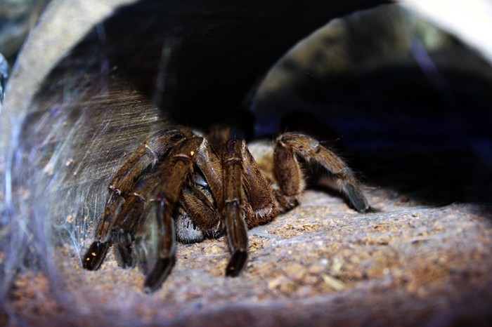 Một chú nhện Tarantula đến từ Nam Mỹ